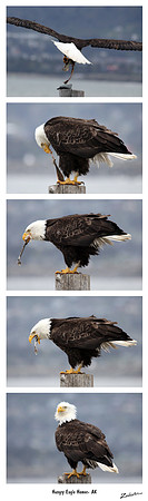 Hungry Eagle