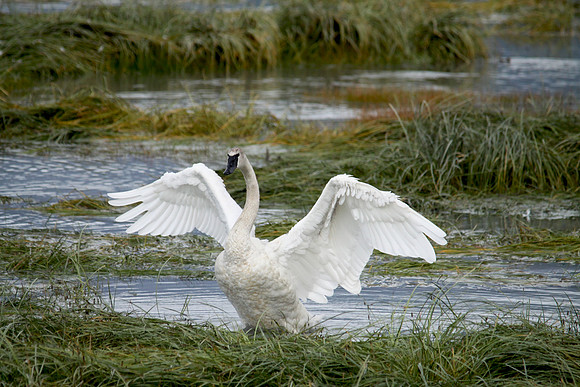 saltwaterswan1