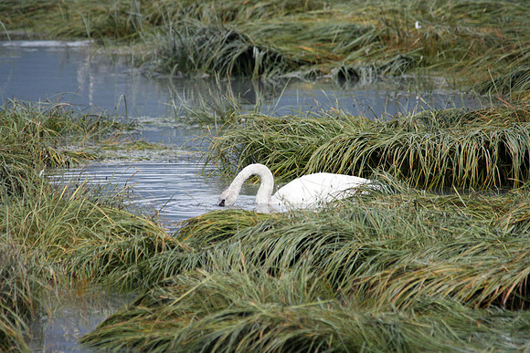 saltwaterswan2