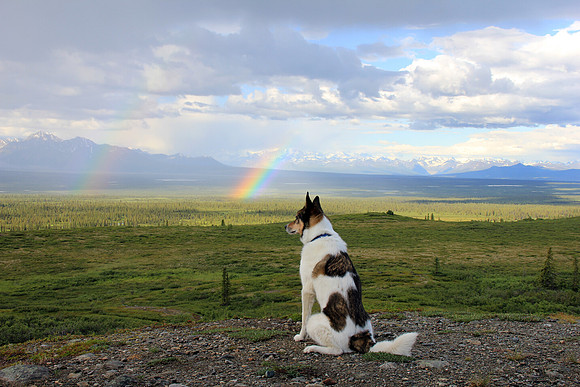 foxyRainbow