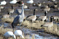 Sandhill Crane