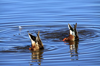 Malard Duck Butts, Bosque de Apache, New Mexico