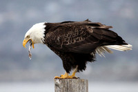 Hungry Eagle 4, Homer Alaska