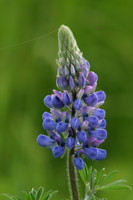 BlueLupine