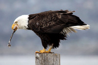 Hungry Eagle 3, Homer Alaska