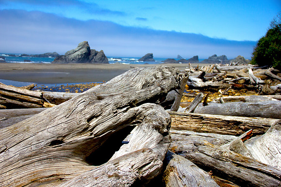 Driftwood 1