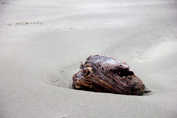 Driftwood 2