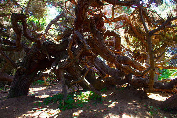Gnarled Tree
