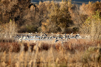 Looks like Africa, Bosque de Apache, New Mexico