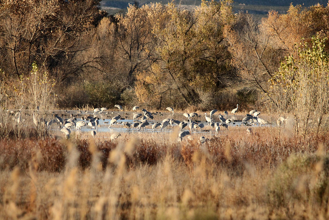 Looks like Africa, Bosque de Apache, New Mexico
