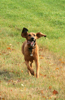 Newman Running