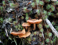 Mushroom 6