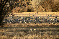 Field of Cranes, Bosque de Apache, New Mexico