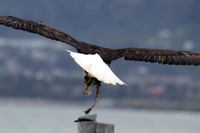 Hungry Eagle 1, Homer Alaska