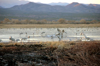 Dancing Crains,Bosque de Apache, New Mexico