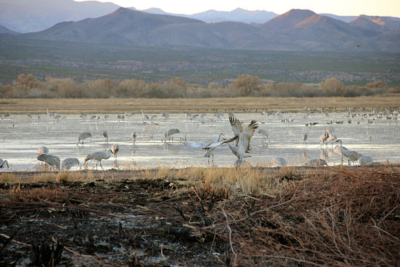 Dancing Crains,Bosque de Apache, New Mexico
