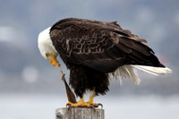 Hungry Eagle 2, Homer Alaska