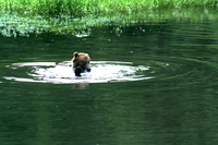 Bear In Pool, Seward, Alaska