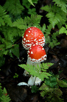 Mushroom 7