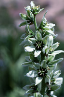 Flower 6