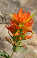 Indian Paint Brush, Utah