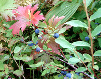 Plants