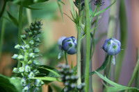 Flower 3