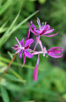 Flower 4