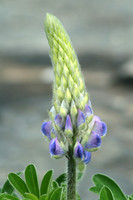 Blue Lupine, Alaska