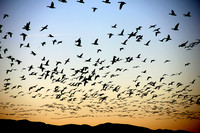 Flock of Snow Geese, Bosque de Apache, New Mexico