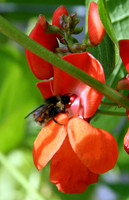 Flower 5