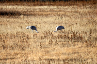Two of a kind, Bosque de Apache, New Mexico