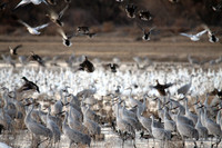 Flying from The Cult, Bosque de Apache, New Mexico