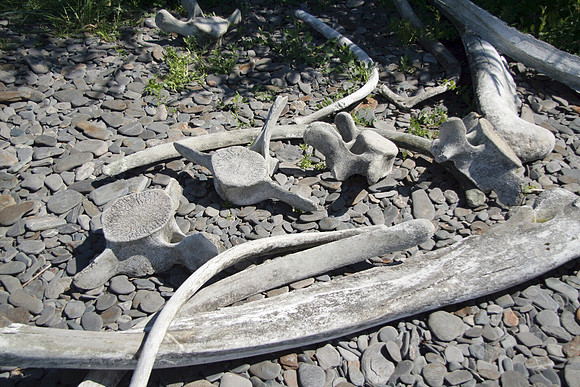 Whale Bones, Fox Island, Resurrection Bay, Alaska