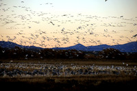 Swarm of Snow Geese, Bosque de Apache, New Mexico