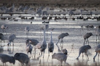 Dancing  Crains, Bosque de Apache, New Mexico