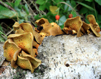 Mushroom 2