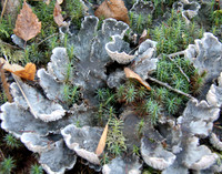 Fungi 2