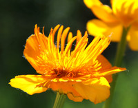 Flower 2