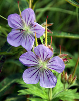 Flower 1