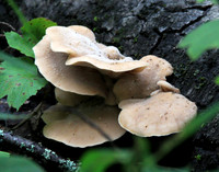 Mushroom 1