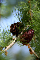 Pine Cones, Utah
